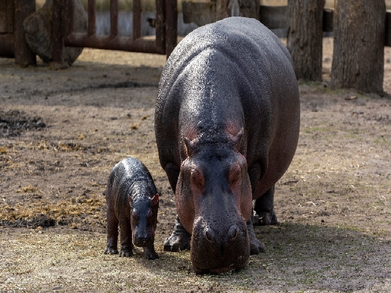 重庆试管做几代好,2024年重庆试管医院哪家最好（潍坊做试管医院）