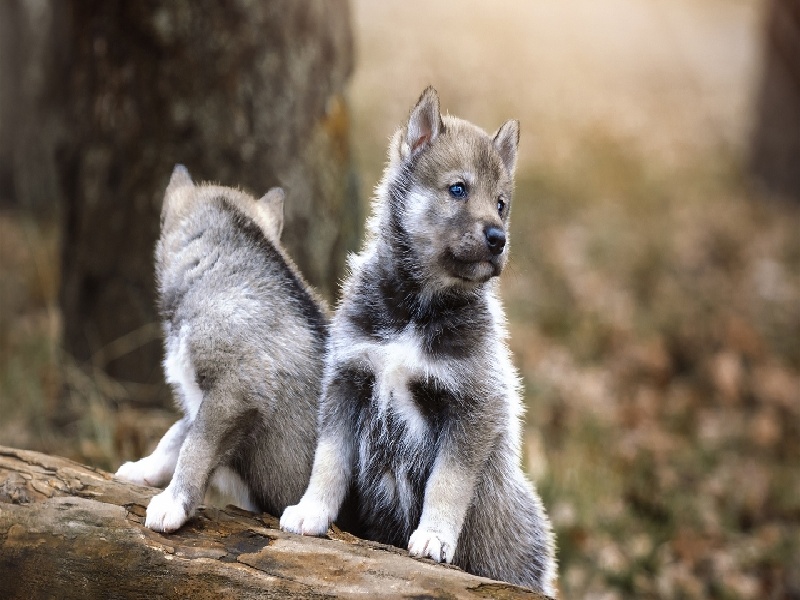 重庆试管可以补贴吗（洗涤后的试管）